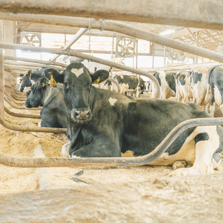 R&J Dairy Calf Feed